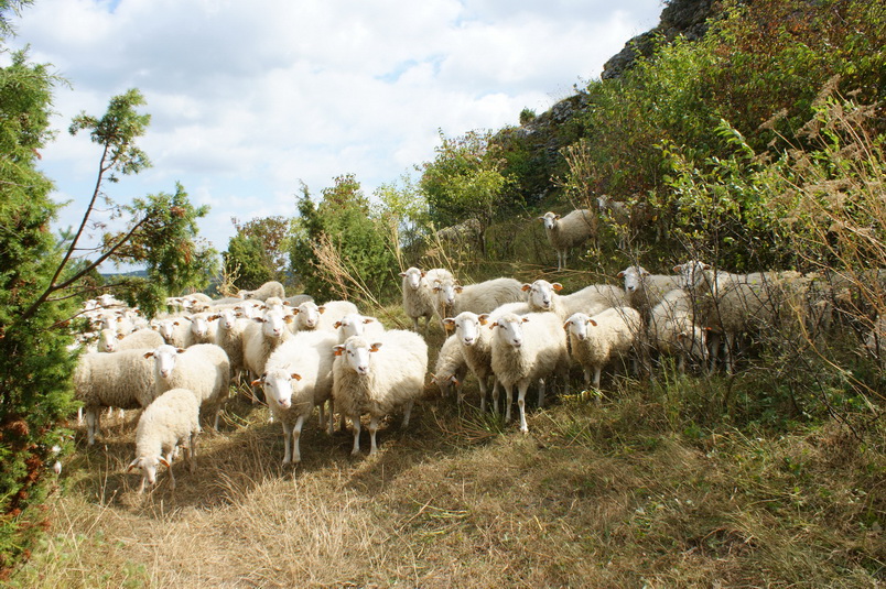 Owce na Wzgórzu Cegielnia