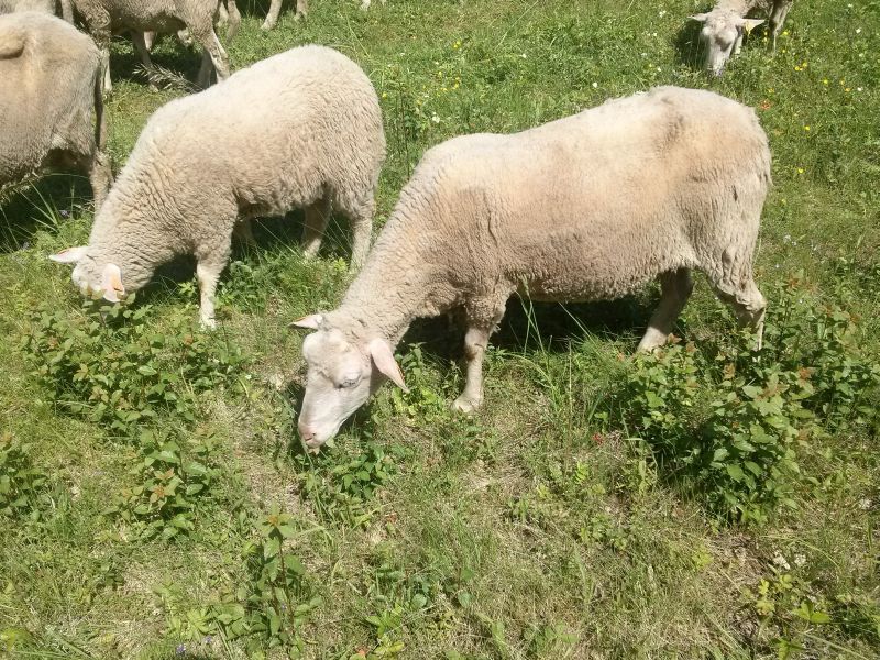 Owce w Olsztynie