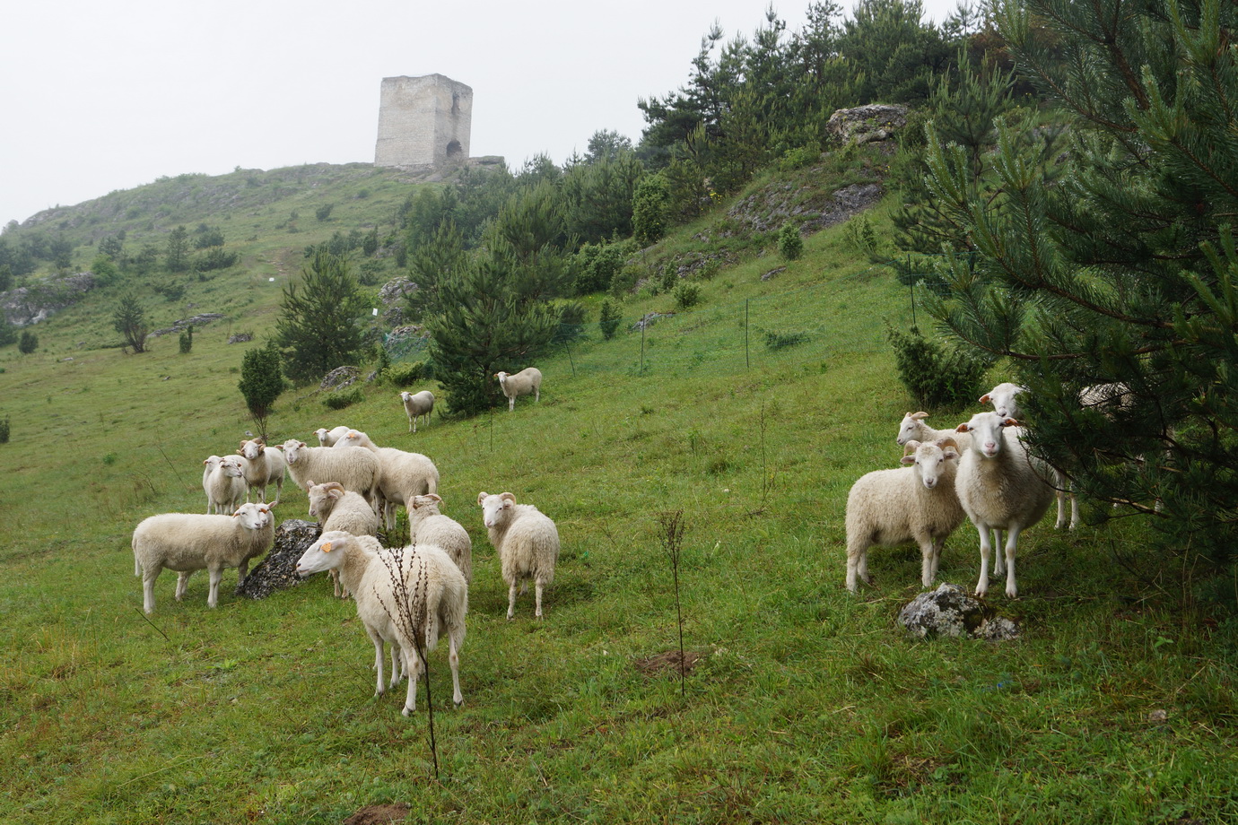grazing on the castle hill in olsztyn