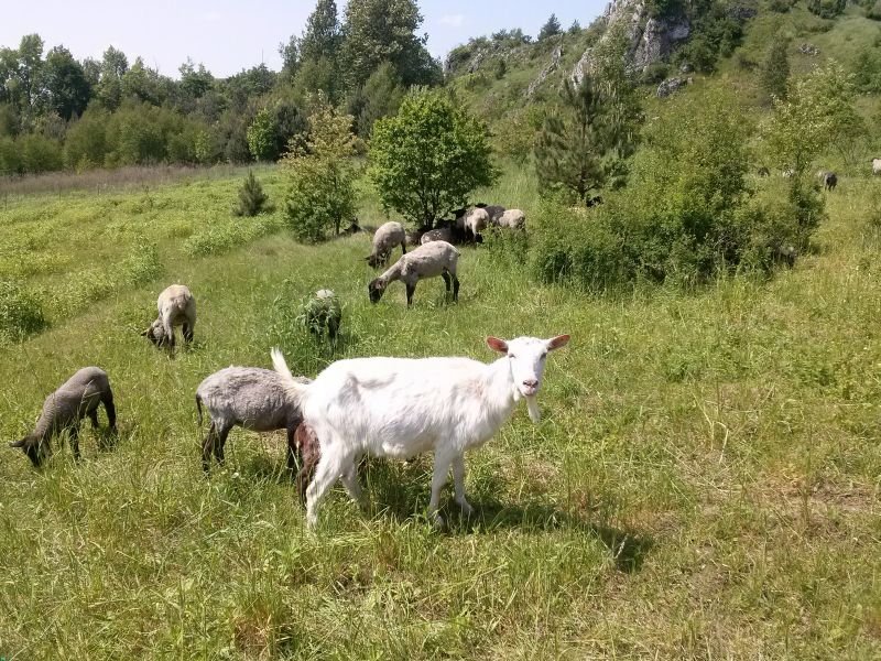sheep grazing in ryczów